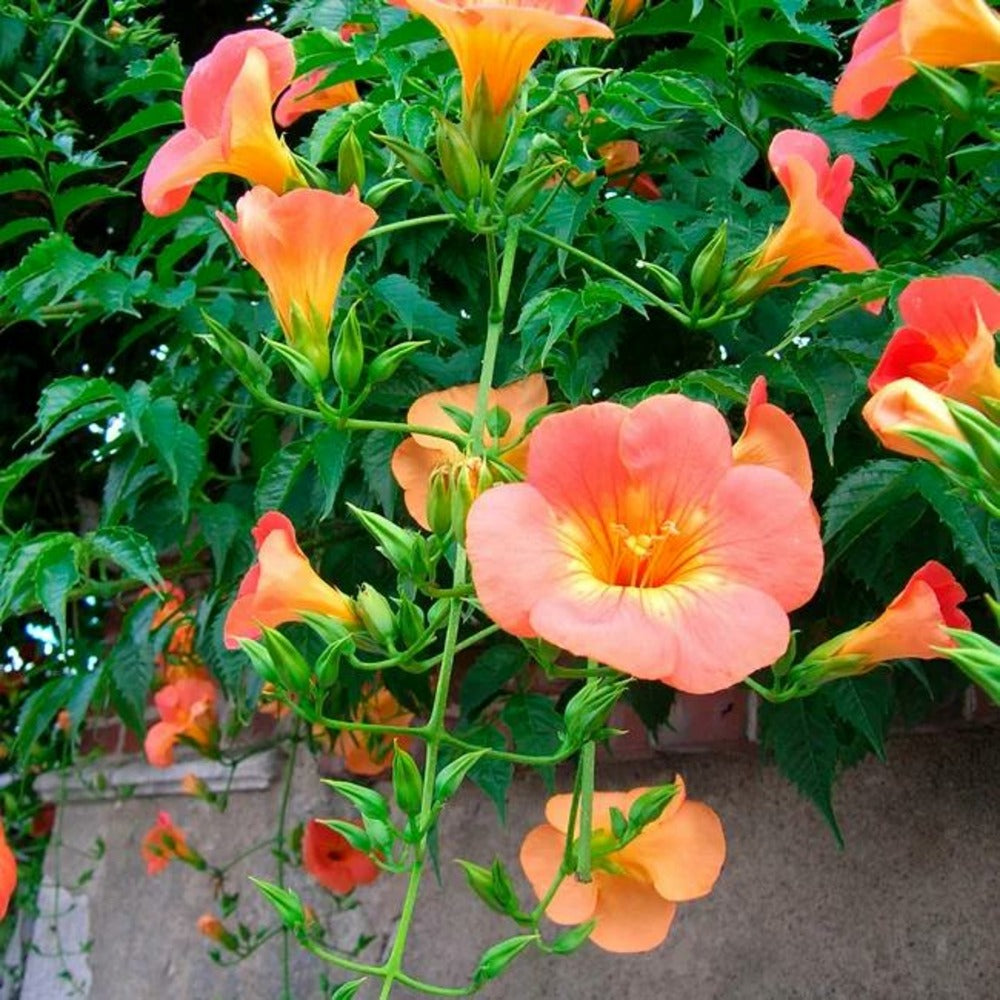  Bignone Grandiflora Campsis 3l - 60/90cm