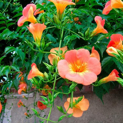  Bignone Grandiflora Campsis 3l - 60/90cm