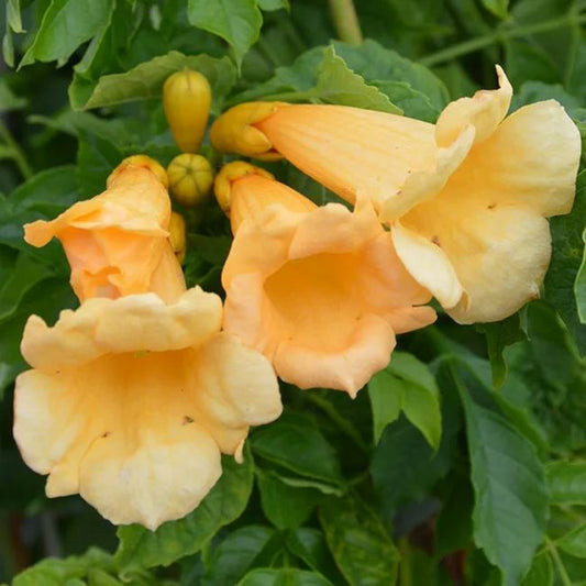  Bignone 'flava' (yellow Trumpet) Campsis Radicans 1,5l - 40/60cm