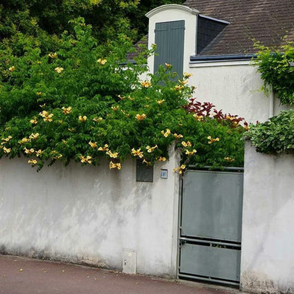  Bignone 'flava' (yellow Trumpet) Campsis Radicans 1,5l - 40/60cm