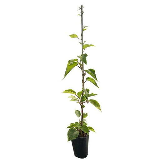  Kiwi Femelle 'hayward' - Actinidia 1,5l - 40/60cm