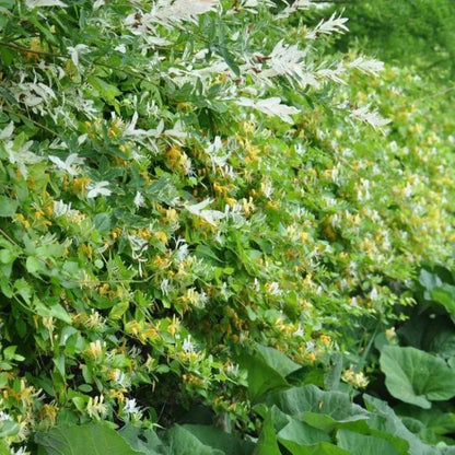  Chèvrefeuille Du Japon 'hall's Prolific' - Lonicera Japonica Halliana 1,5l - 40/60cm