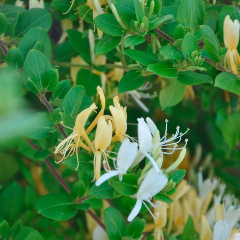  Chèvrefeuille Du Japon 'hall's Prolific' - Lonicera Japonica Halliana 1,5l - 40/60cm