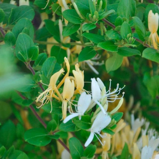  Chèvrefeuille Du Japon 'hall's Prolific' - Lonicera Japonica Halliana 1,5l - 40/60cm