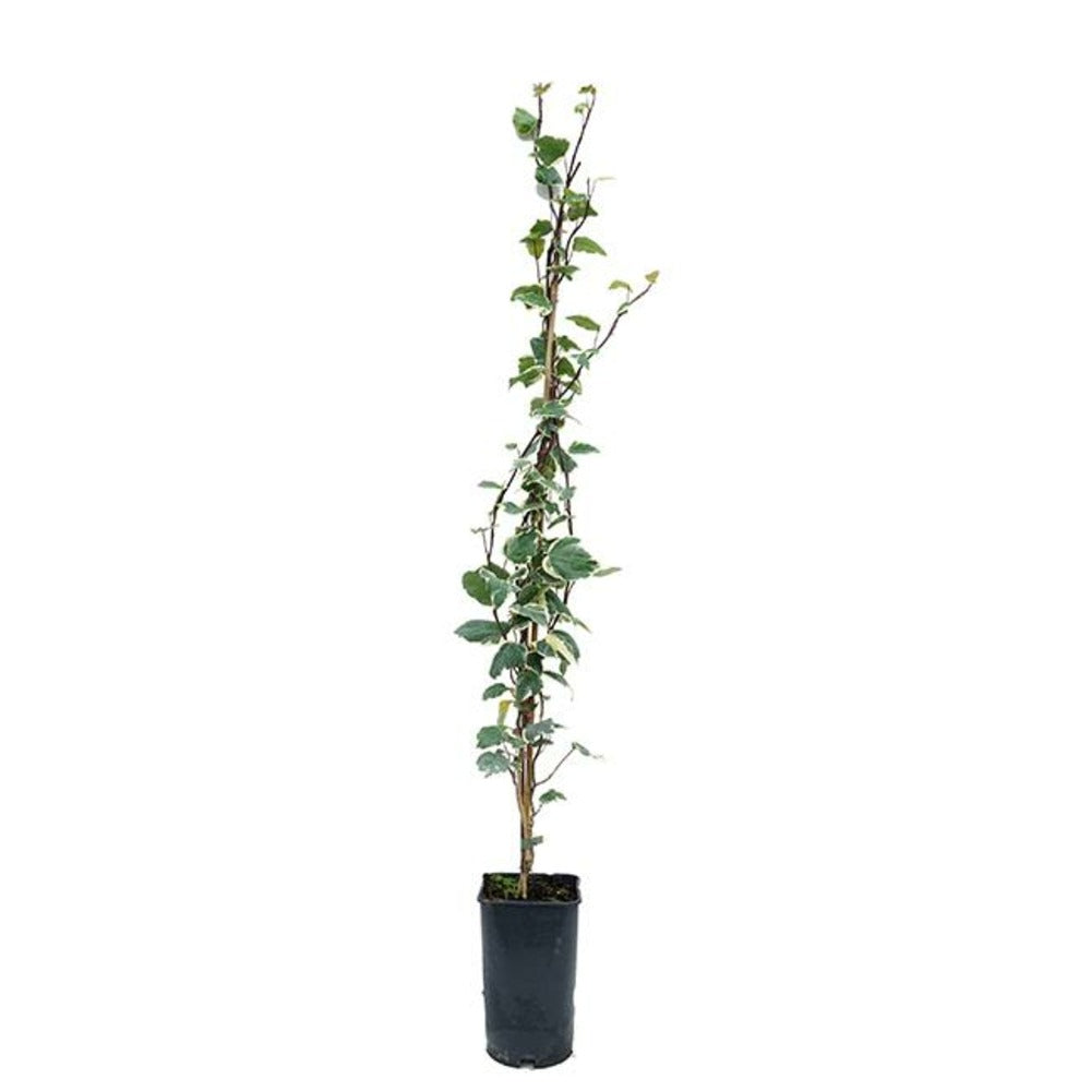 Lierre Des Canaries 'gloire De Marengo' - Hedera Canariensis 1,5l - 40/60cm