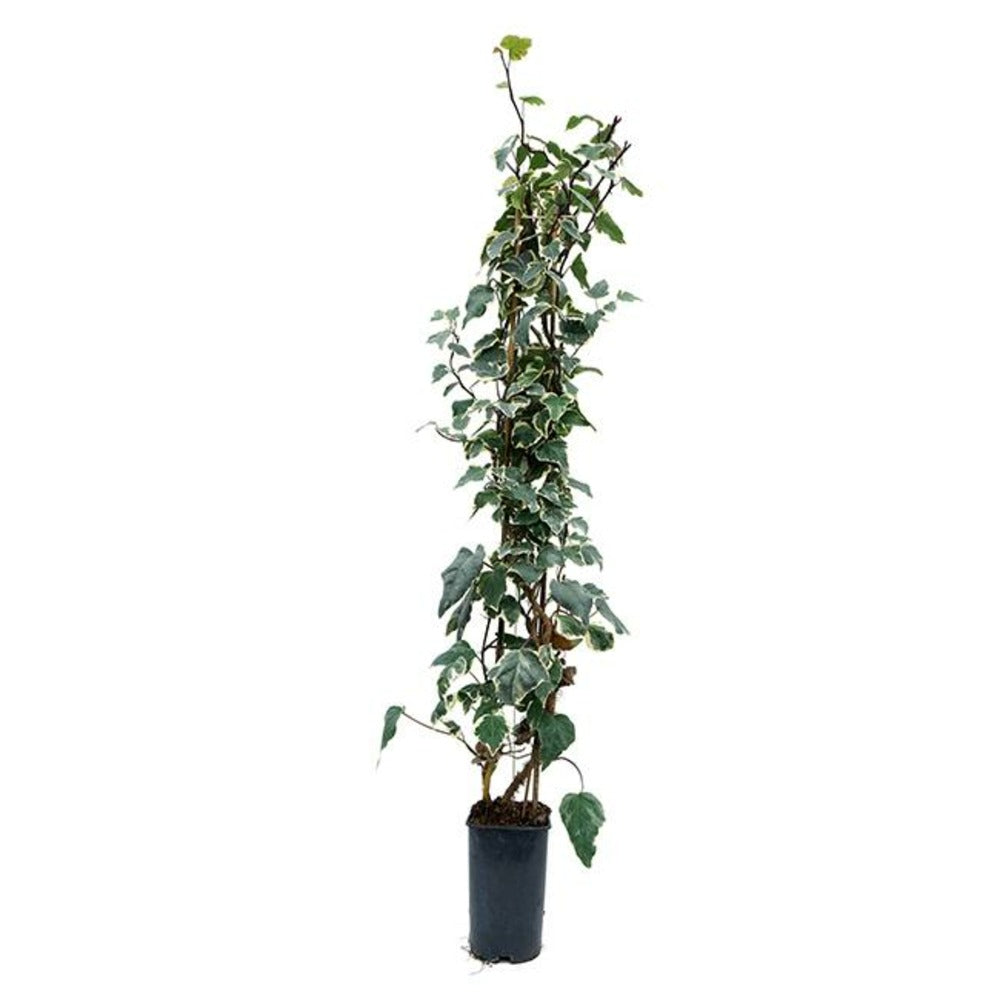  Lierre Des Canaries 'gloire De Marengo' - Hedera Canariensis 1,5l - 40/60cm