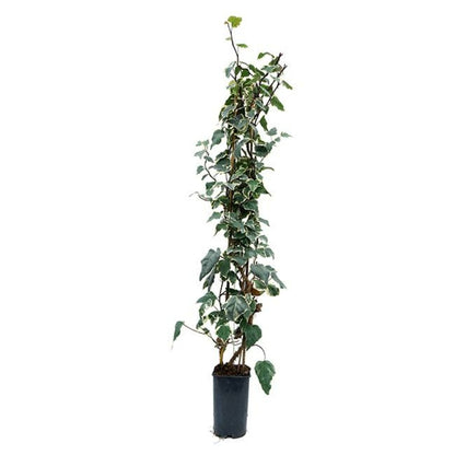  Lierre Des Canaries 'gloire De Marengo' - Hedera Canariensis 1,5l - 40/60cm