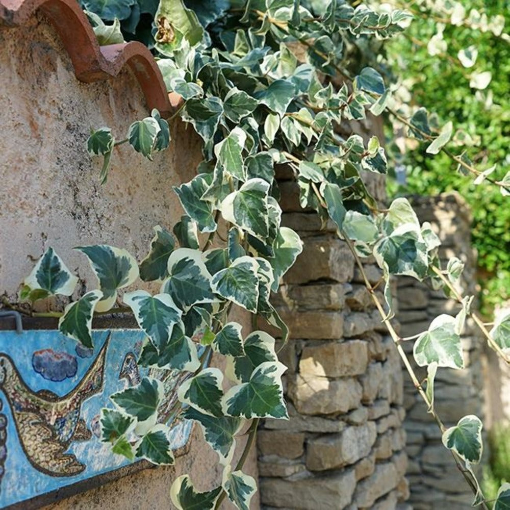  Lierre Des Canaries 'gloire De Marengo' - Hedera Canariensis 1,5l - 40/60cm