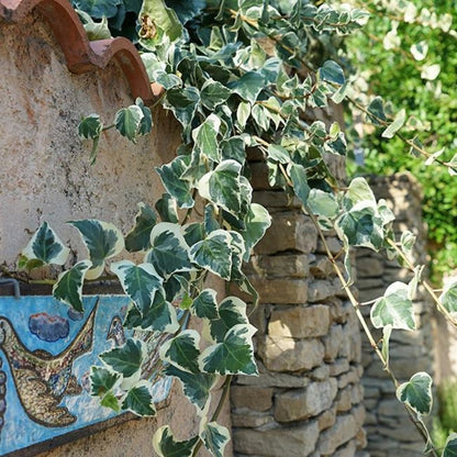  Lierre Des Canaries 'gloire De Marengo' - Hedera Canariensis 1,5l - 40/60cm