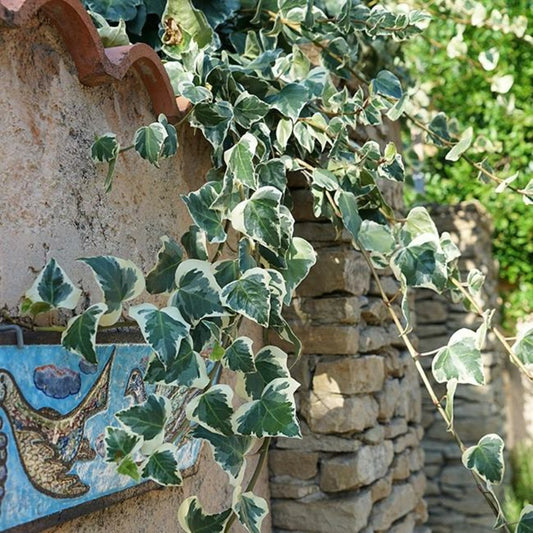  Lierre Des Canaries 'gloire De Marengo' - Hedera Canariensis 1,5l - 40/60cm