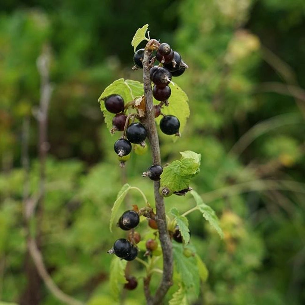  Cassissier 'andega' - Cassissier Nigrum 3l