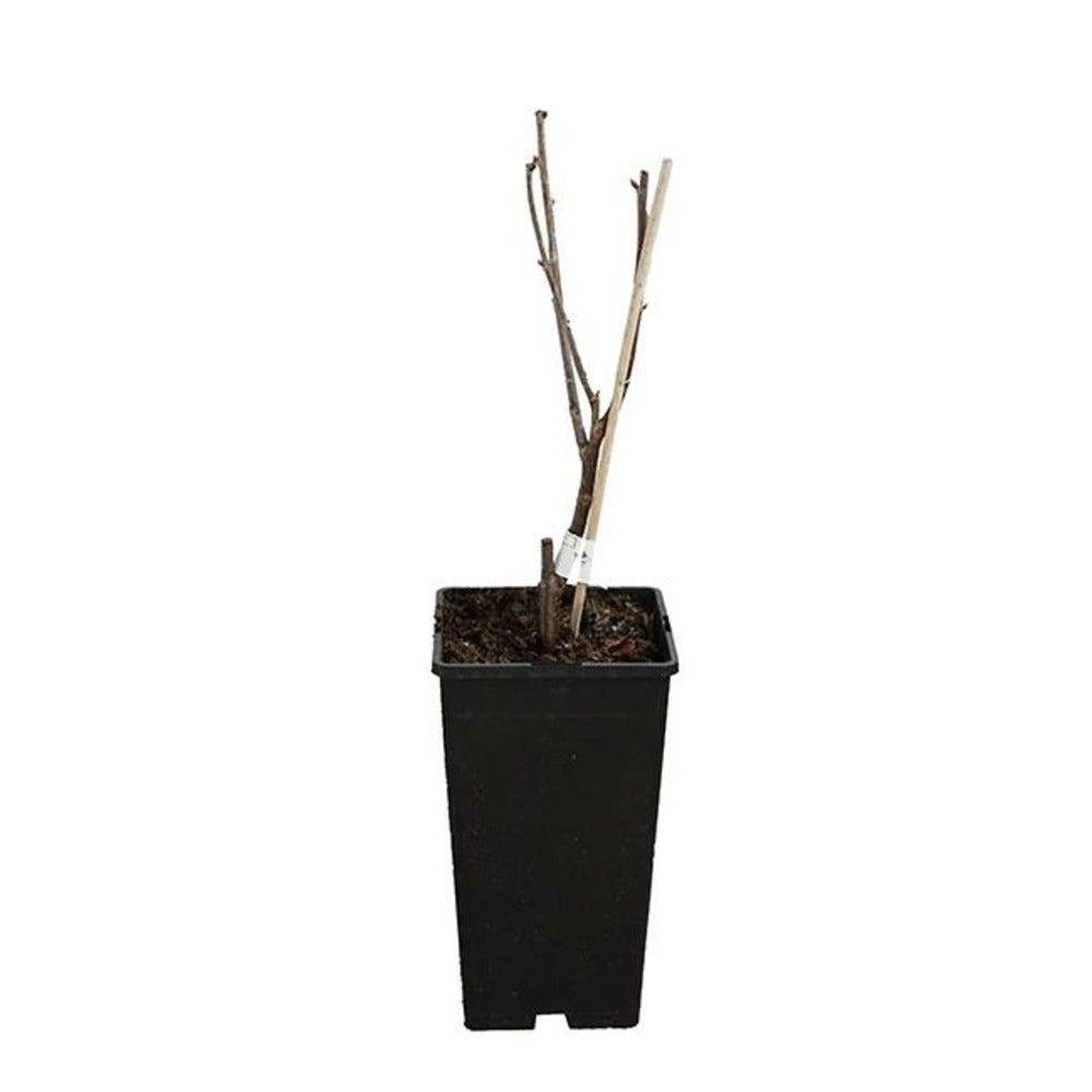  Groseillier à Grappes 'london Market' - Ribes Rubrum 1,5l - 40/60cm