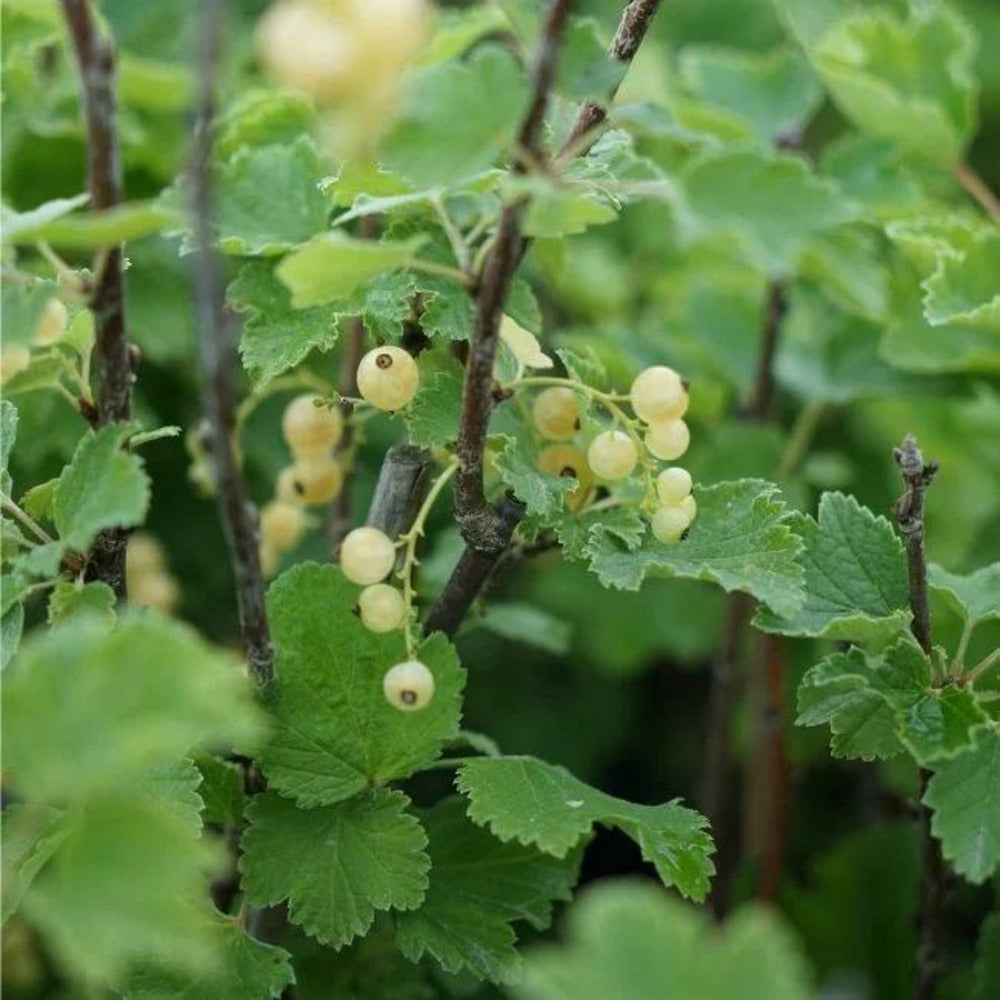  Groseillier à Grappes 'versaillaise Blanche' - Ribes Rubrum 1,5l - 40/60cm