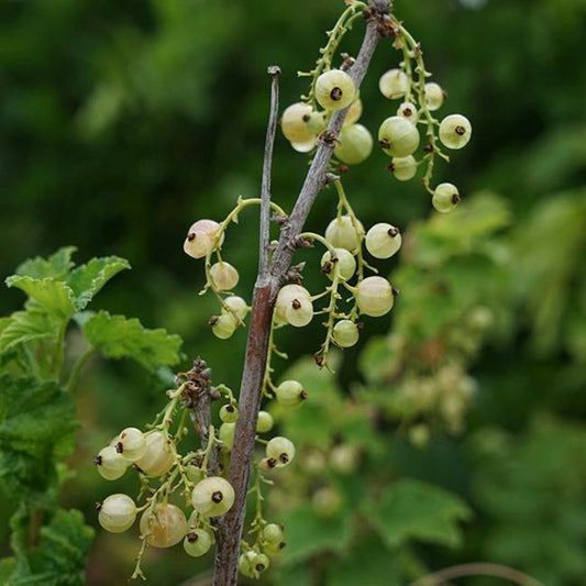  Groseillier à Grappes 'versaillaise Blanche' - Ribes Rubrum 1,5l - 40/60cm