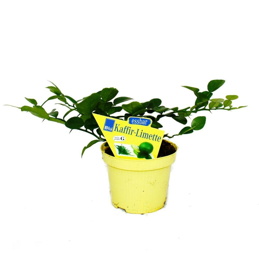  Kaffir Lime - Citrus Hystrix - 2 Plantes - Kaffir Lime Spice Plant