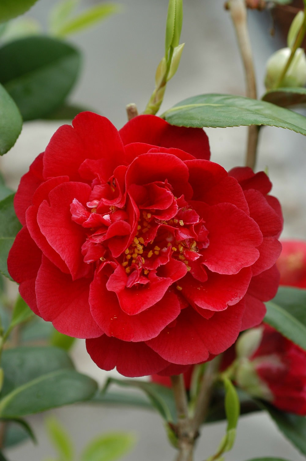 Camélia 'strawberry Perfect' - 4l