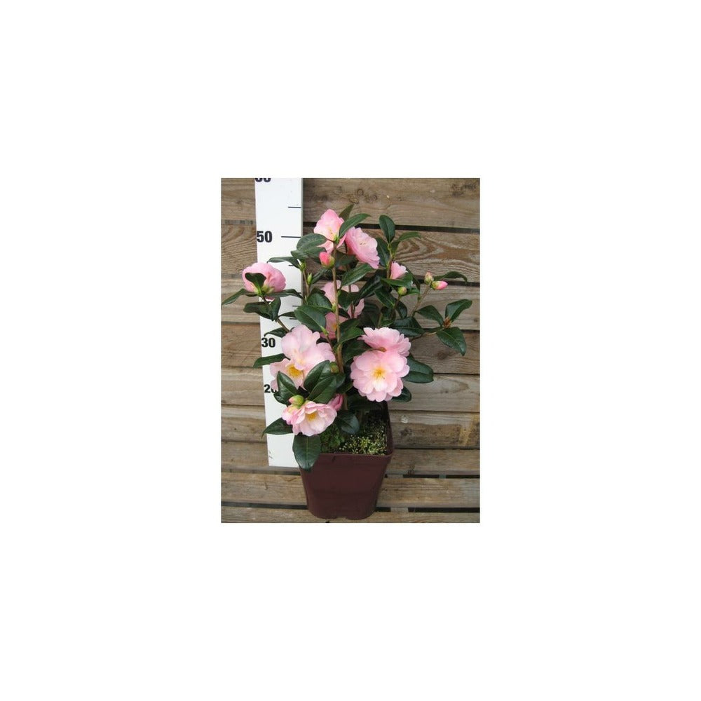 Camélia 'nicky Crisp' - 4l