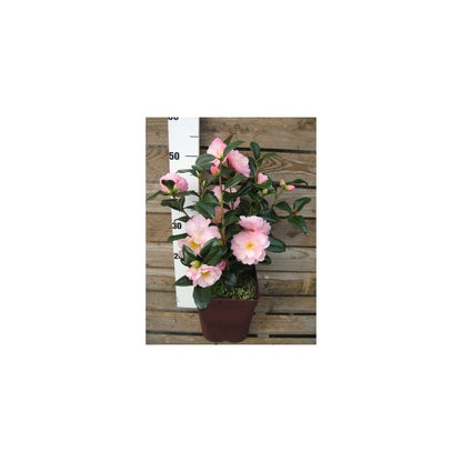  Camélia 'nicky Crisp' - 4l