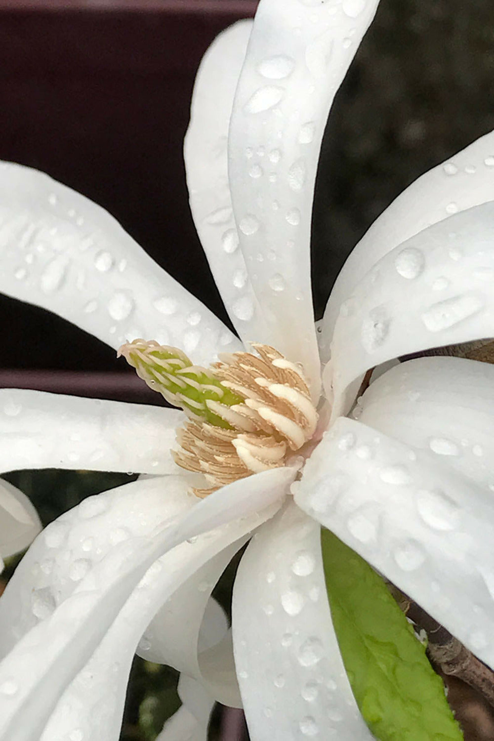  Magnolia 'stellata' - 4l