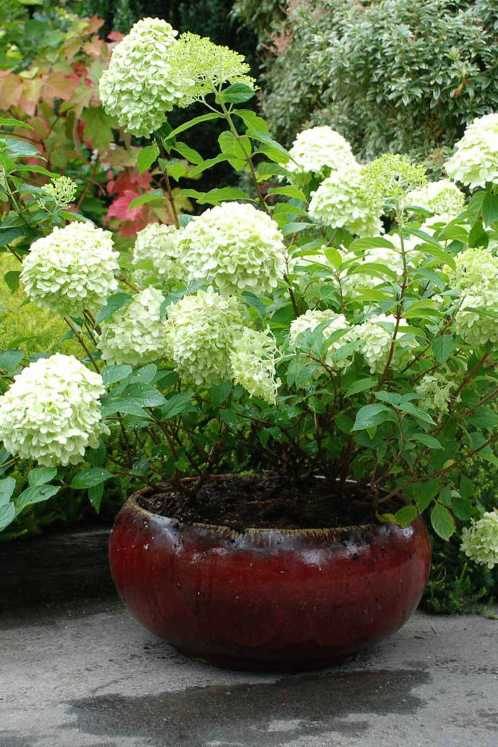  Hortensia 'limelight ?' - 3l