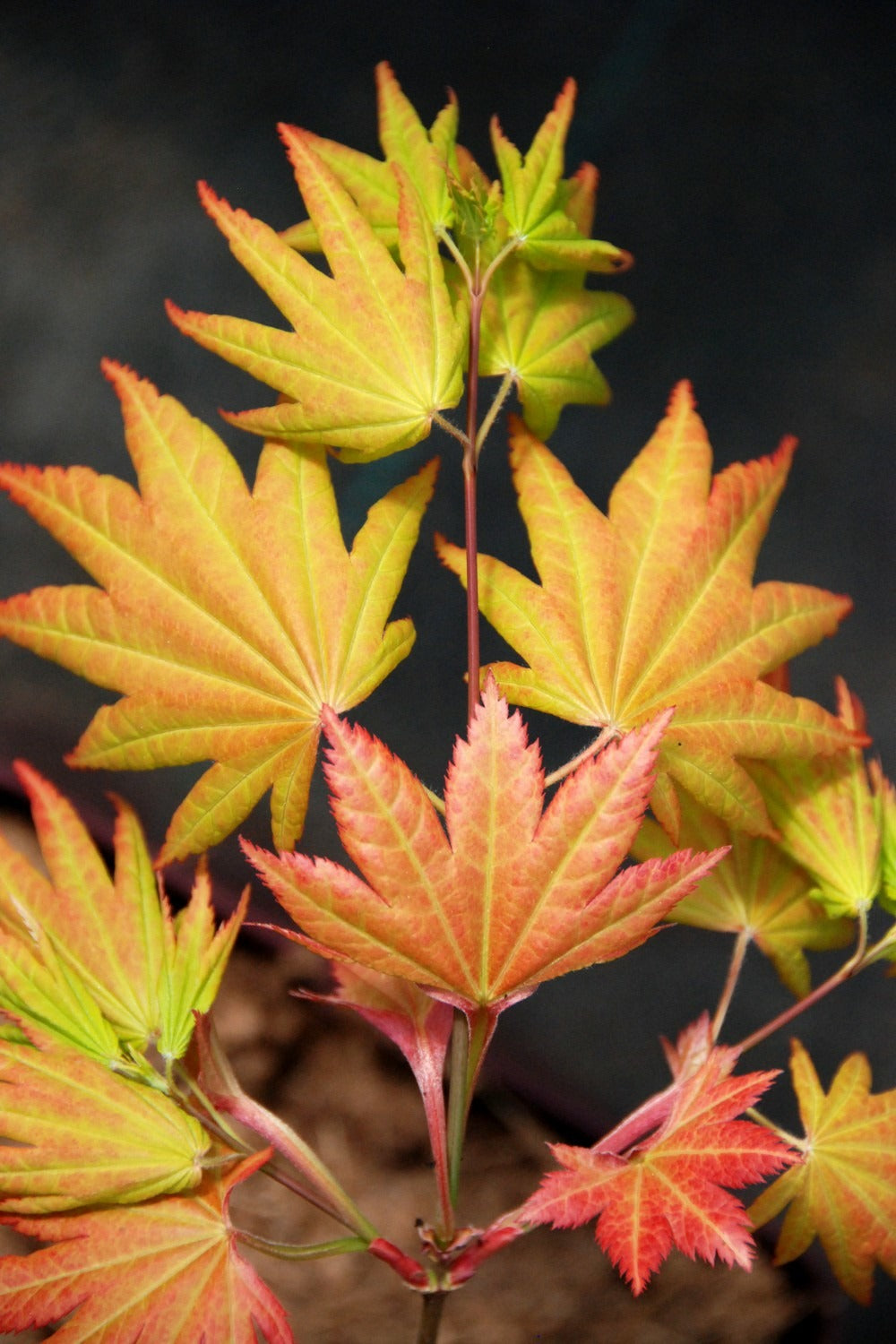  Erable 'autumn Moon' - 4l