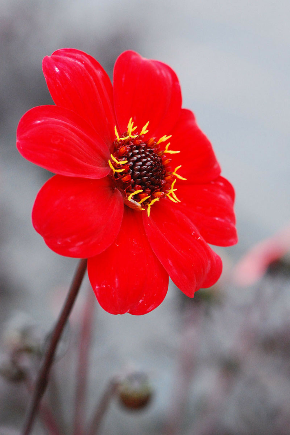  Dahlia 'enchantment' - 3l