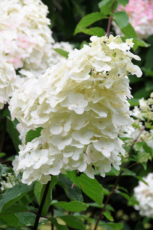  Hortensia 'unique' - 3l