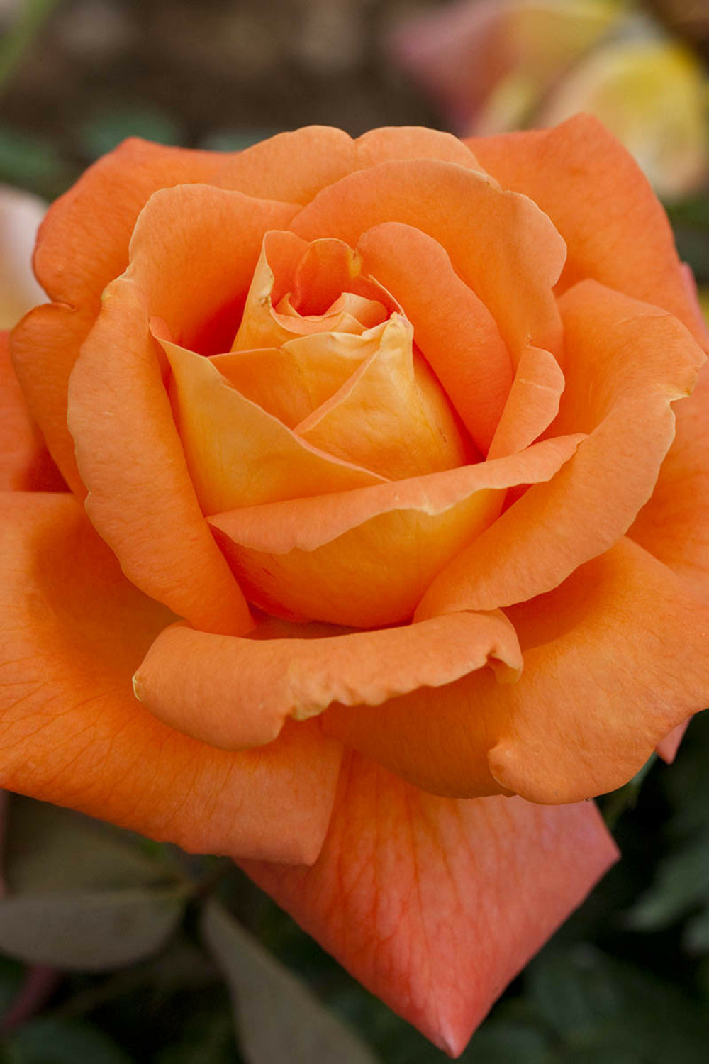  Rosier Meilland 'louis De Funes' Meilland - 5l
