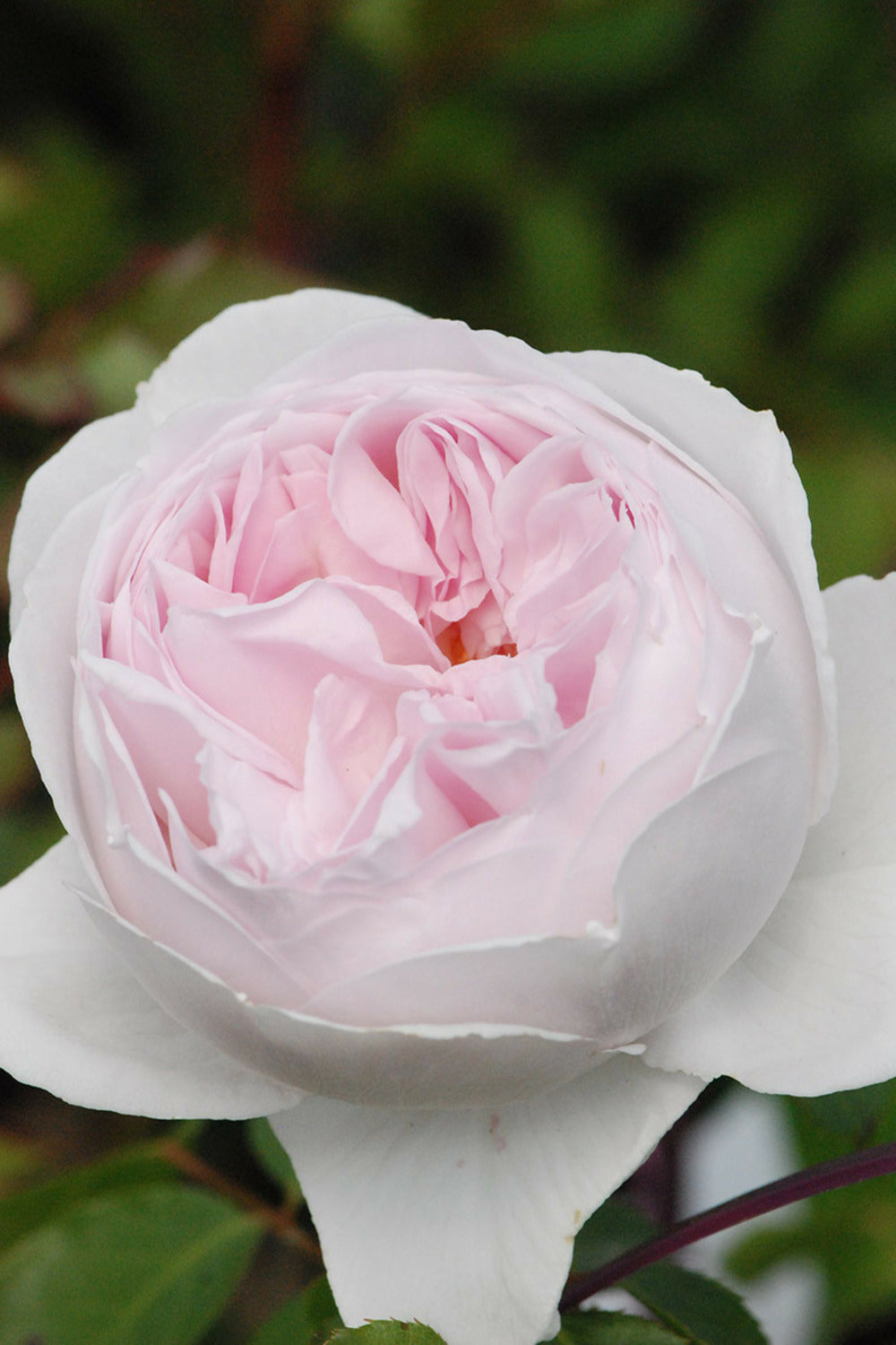  Rosier Parfuma 'la Belle Rouet' ? - 4l