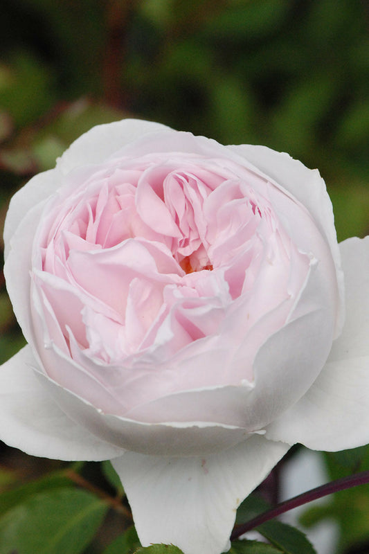  Rosier Parfuma 'la Belle Rouet' ? - 4l