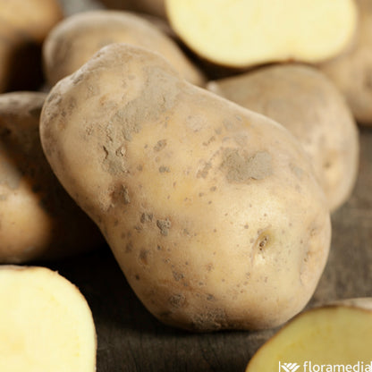  Plants De Pommes De Terre 'Bintje' En Filet X10