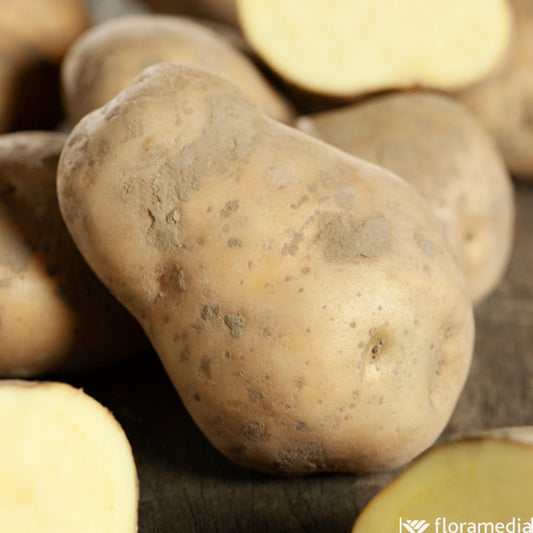  Plants De Pommes De Terre 'Bintje' En Filet X10