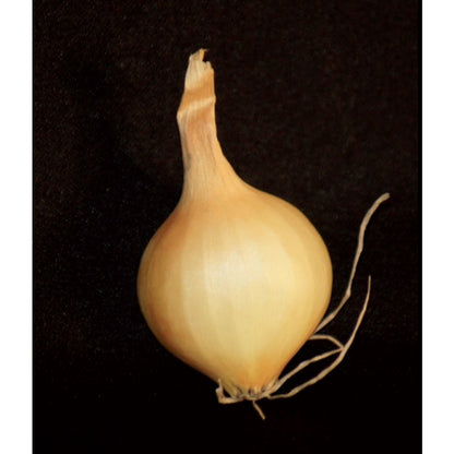  Bulbes D'oignons Jaunes En Filet - 500 G