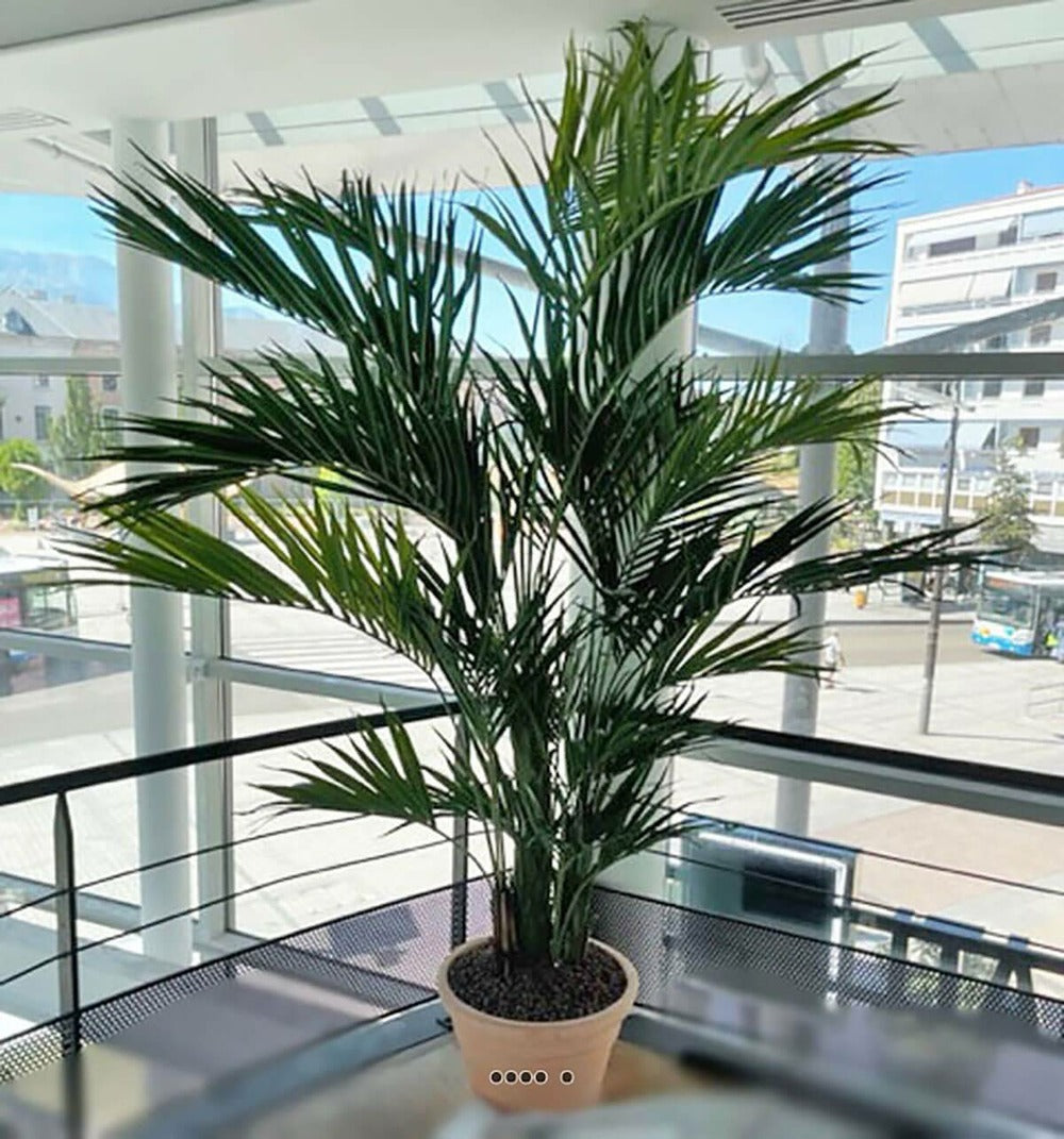  Palmier Kentia Artificiel Deluxe H 260 Cm 766 Feuilles