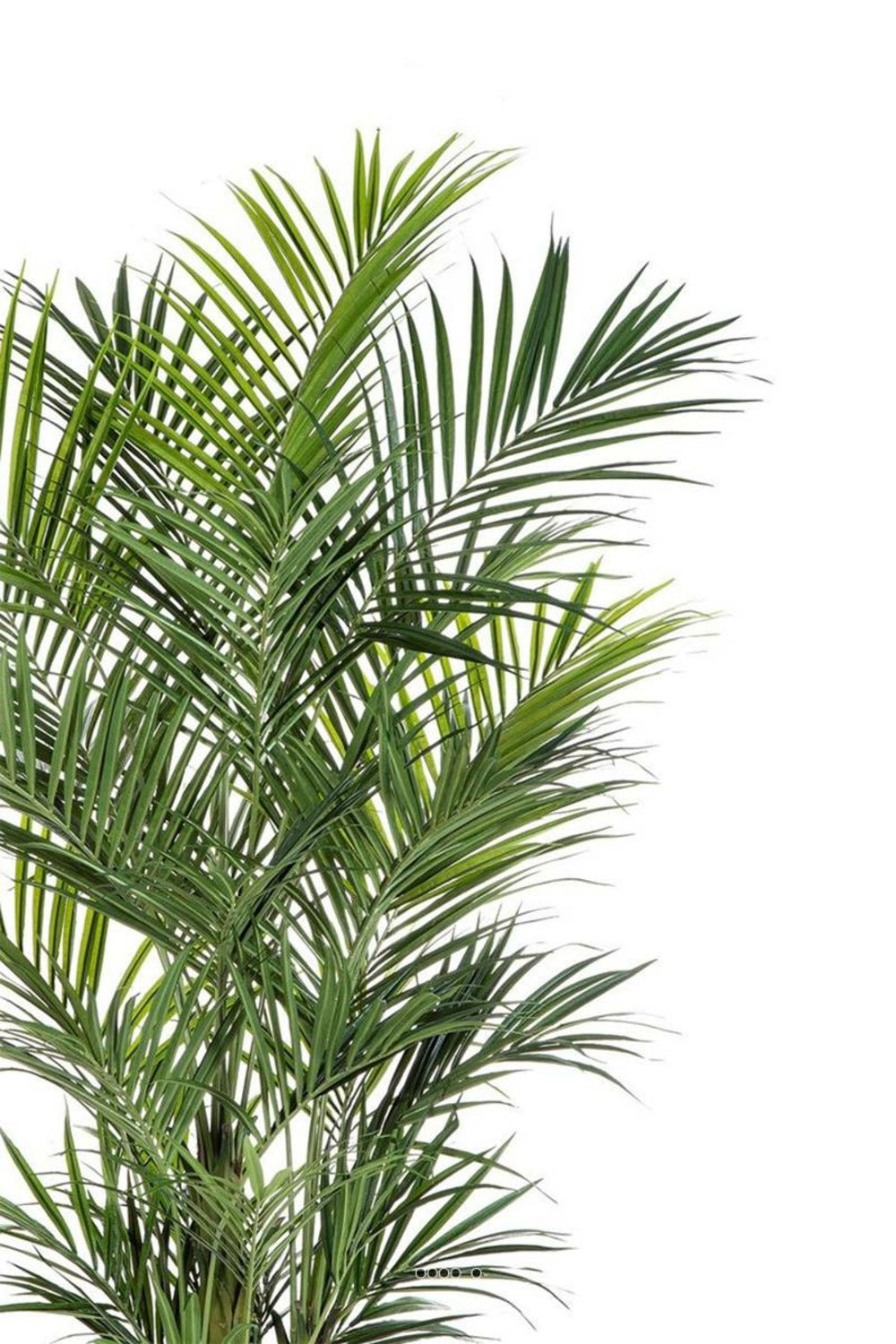  Palmier Kentia Artificiel Deluxe H 260 Cm 766 Feuilles