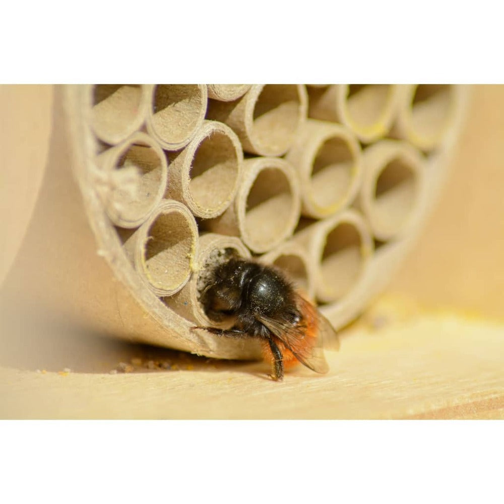  Maison à Abeilles Et Pochettes En Papier Et Trous