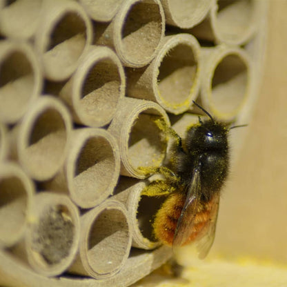  Maison à Abeilles Et Pochettes En Papier Et Trous