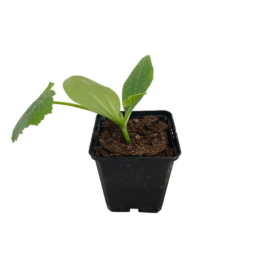  Plant De Courgette 'Tarmino' F1 : Pot De 0,5 Litre