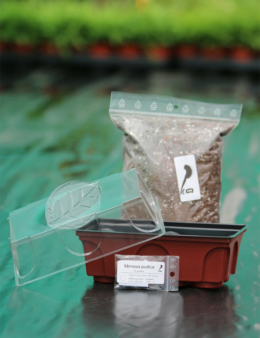  Kit Semis Mimosa Pudica - Découverte -