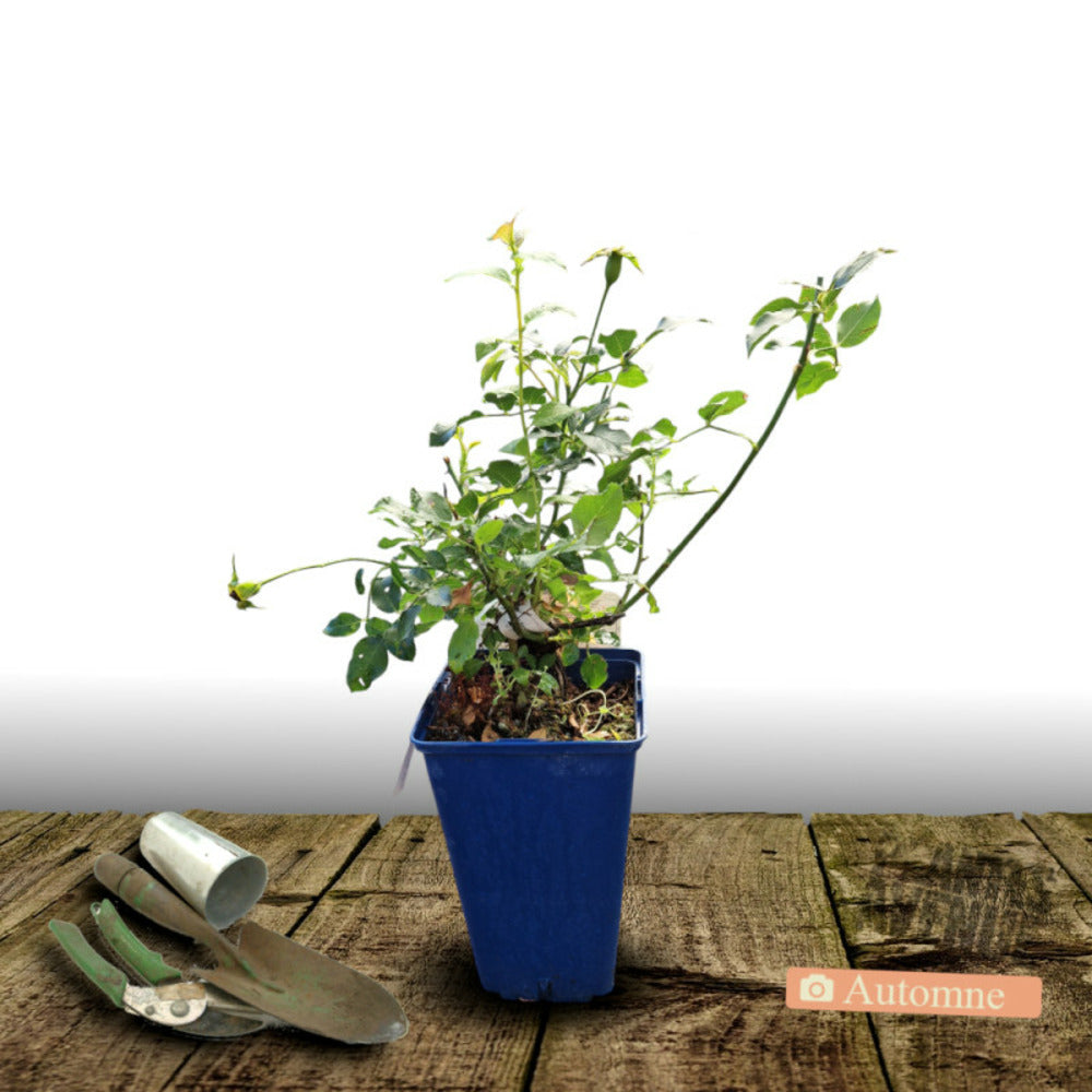  Rosier Arbustif Decorosier® Opalia® 'noaschnee'/[-]pot De 5l - 40/60 Cm