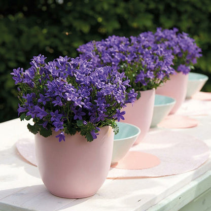  Campanula Addenda - Glockenblume Lila - 12cm Topf - 6 Pflanzen Ausreichend Für 1qm - Bodendecker - Ambella - Winterhart
