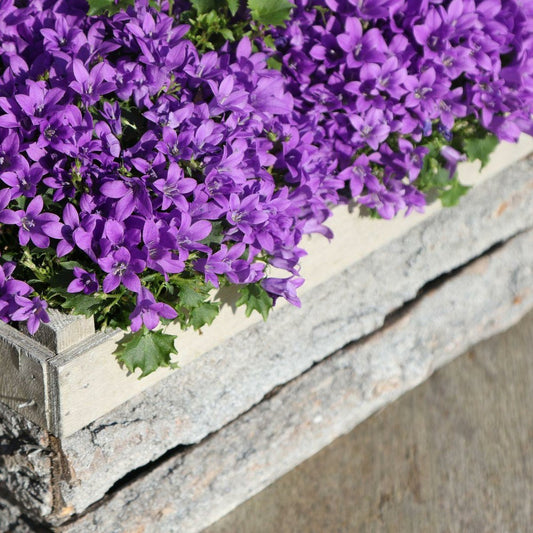  Campanula Addenda - Glockenblume Lila - 12cm Topf - 6 Pflanzen Ausreichend Für 1qm - Bodendecker - Ambella - Winterhart