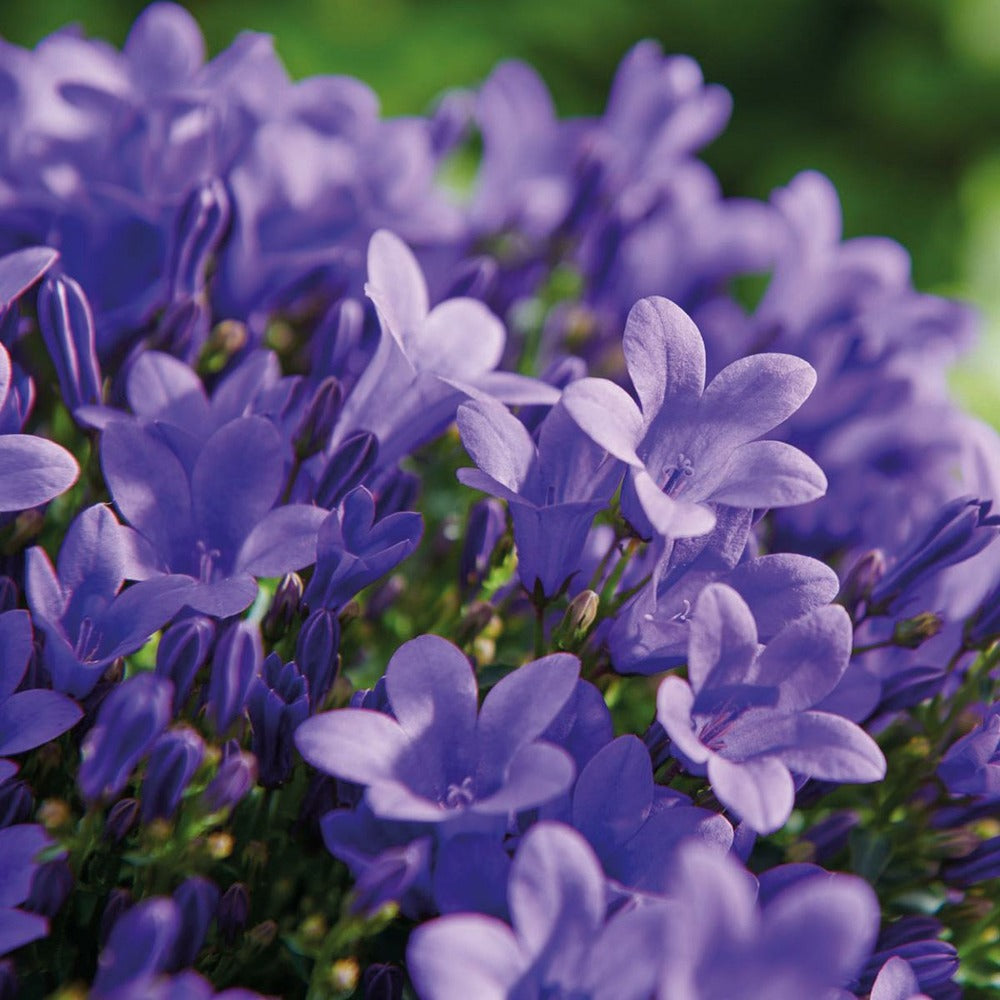  Campanula Addenda - Glockenblume Lila - 12cm Topf - 6 Pflanzen Ausreichend Für 1qm - Bodendecker - Ambella - Winterhart