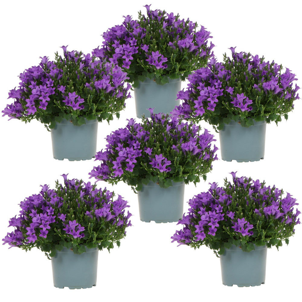  Campanula Addenda - Glockenblume Lila - 12cm Topf - 6 Pflanzen Ausreichend Für 1qm - Bodendecker - Ambella - Winterhart