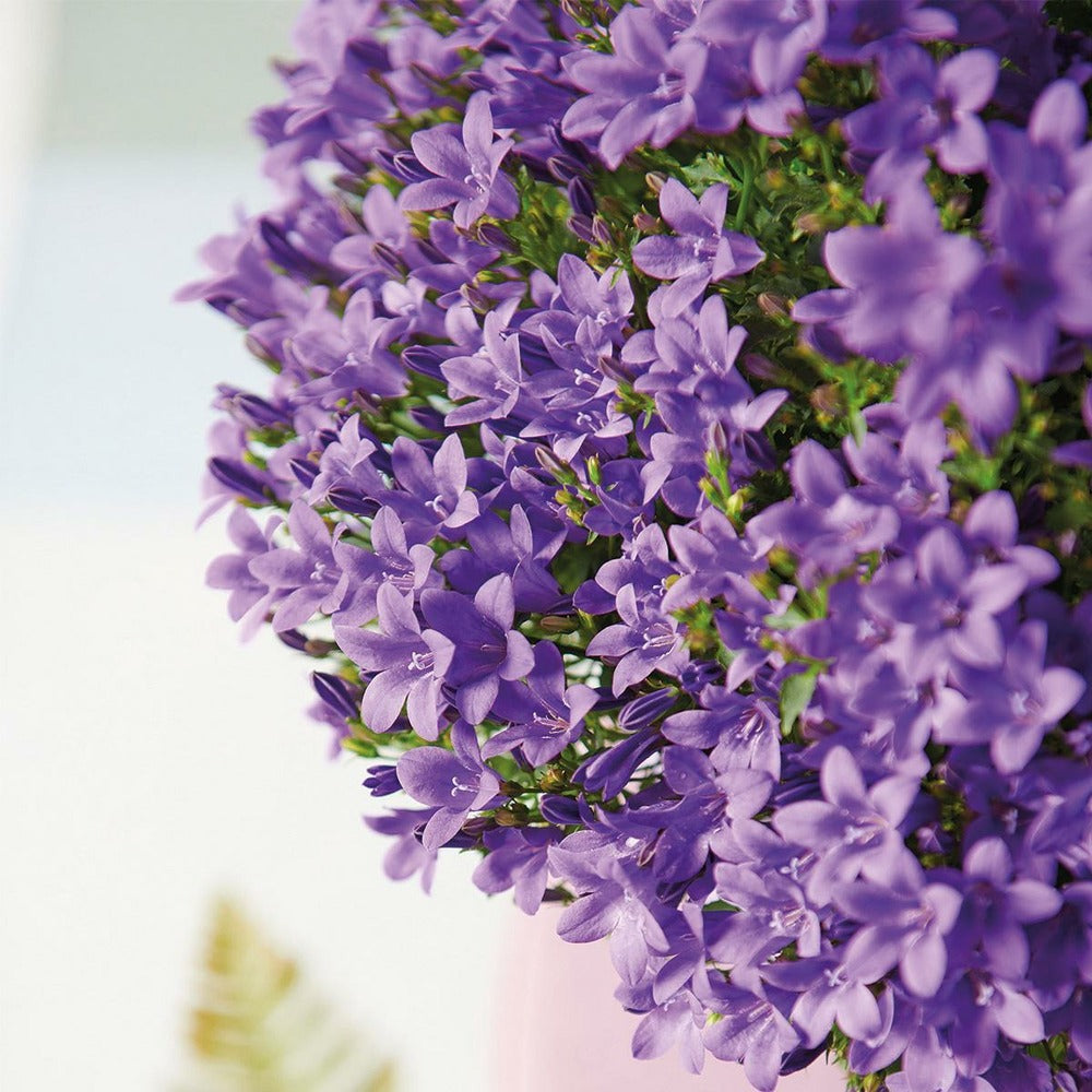  Campanula Addenda - Glockenblume Lila - 12cm Topf - 6 Pflanzen Ausreichend Für 1qm - Bodendecker - Ambella - Winterhart