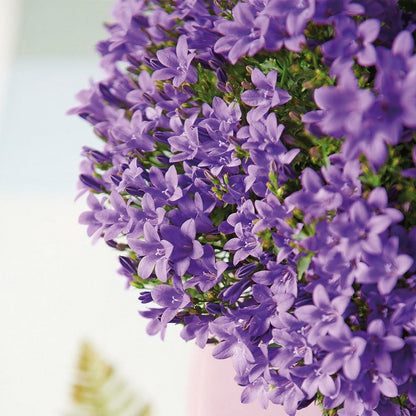  Campanula Addenda - Glockenblume Lila - 12cm Topf - 6 Pflanzen Ausreichend Für 1qm - Bodendecker - Ambella - Winterhart