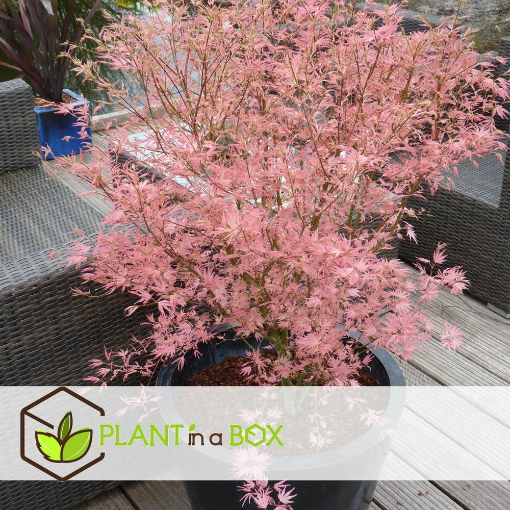  Japanese Maple 'taylor' - 'limited Edition' - Pot 19cm - Hauteur 60-70cm