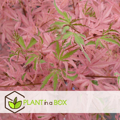  Japanese Maple 'taylor' - 'limited Edition' - Pot 19cm - Hauteur 60-70cm