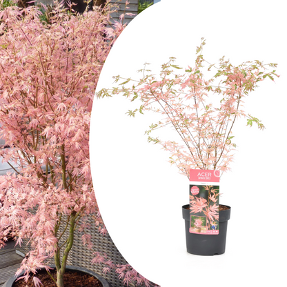  Japanese Maple 'taylor' - 'limited Edition' - Pot 19cm - Hauteur 60-70cm