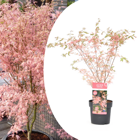  Japanese Maple 'taylor' - 'limited Edition' - Pot 19cm - Hauteur 60-70cm